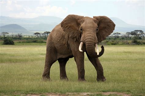African Elephant Netbet