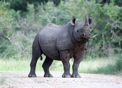 African Rhino 1xbet