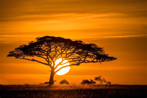 African Sunset 2 Betfair