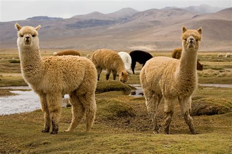 Alpacasino Peru