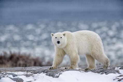 Arctic Bear Betfair