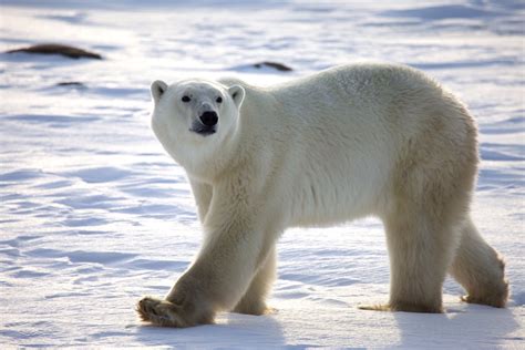 Arctic Bear Leovegas