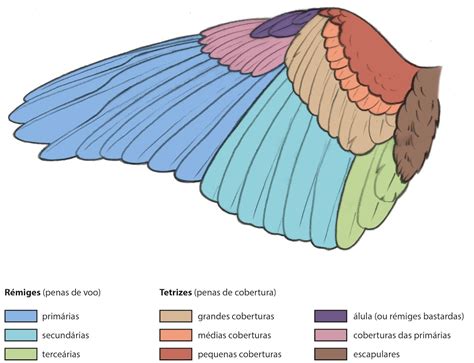 Asa De Fenda De Aves