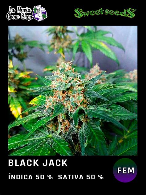 Auto Black Jack Feminizadas