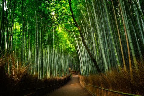 Bamboo Grove Betano