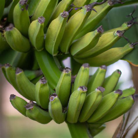 Banana De Macaco Maquina De Fenda