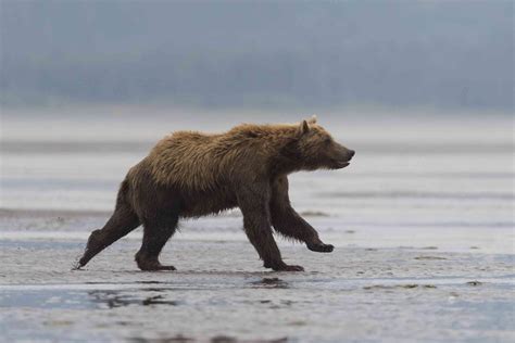 Bear Run Betway