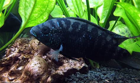 Black Jack Dempsey Ciclideo