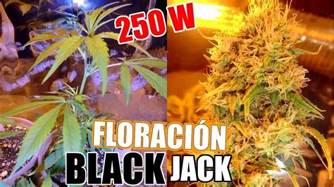 Black Jack Floracion Interior