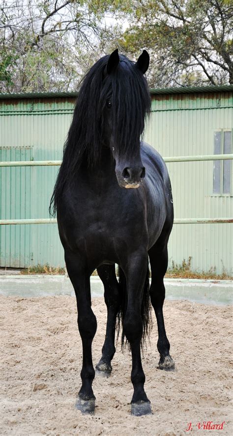 Black Jack Pferd
