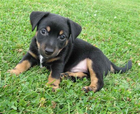 Black Jack Russell Cao