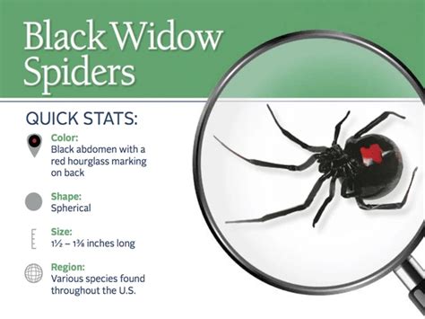 Black Widow Parimatch