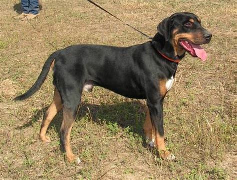 Blackjack Catahoula De Resgate