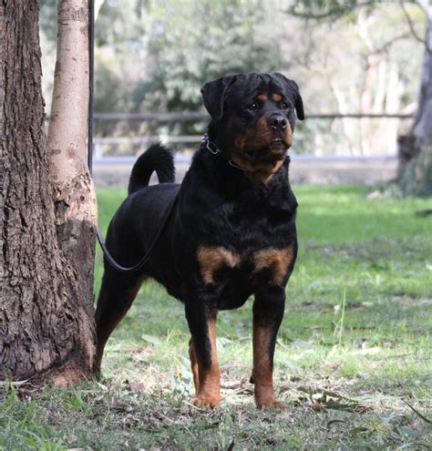 Blackjack Rottweiler