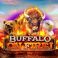 Buffalo On Fire Bwin