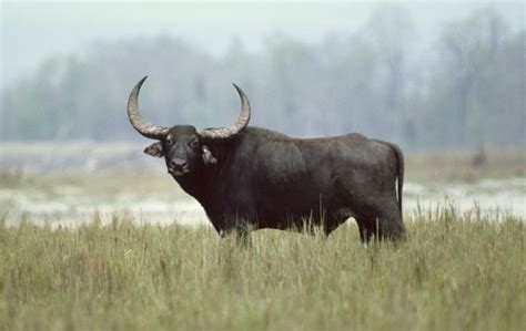 Buffalo Wild Betsul