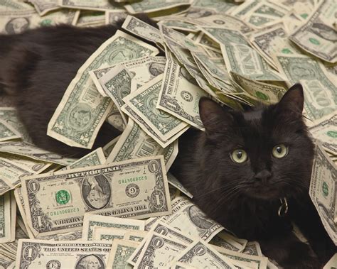 Cash Cats Bodog