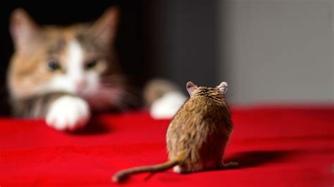Cat And Mouse Bwin