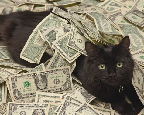 Cats And Cash Betway