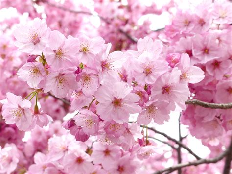 Cherry Blossom Brabet