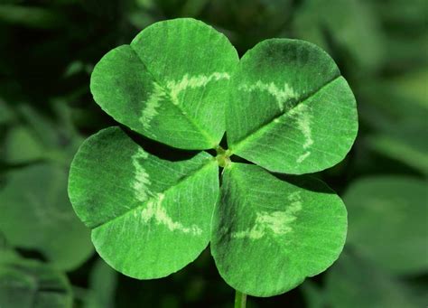 Clovers Of Luck Bwin