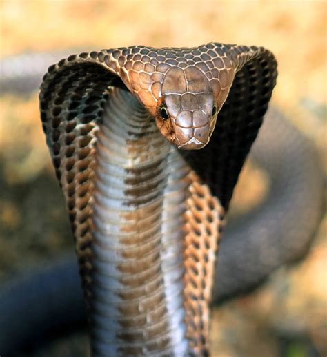 Cobra King Parimatch