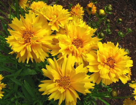 Coreopsis Roleta Sementes