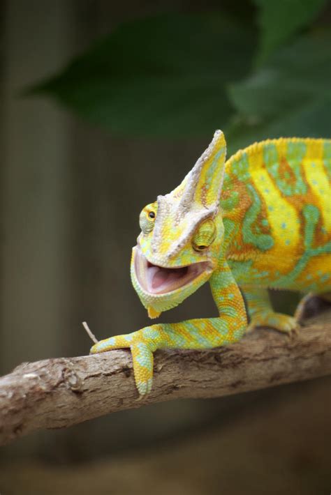 Crazy Chameleons Bwin