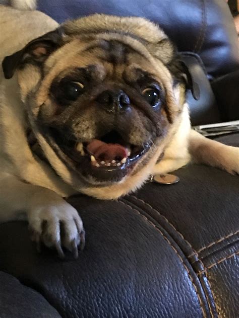 Crazy Pug Bodog