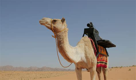 Desert Camel Brabet