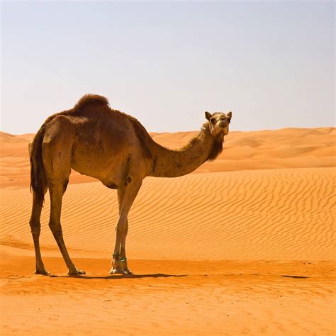 Desert Camel Brabet