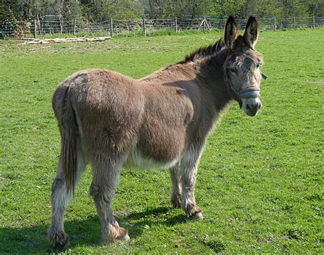 Donkey