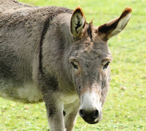 Donkey Prazo