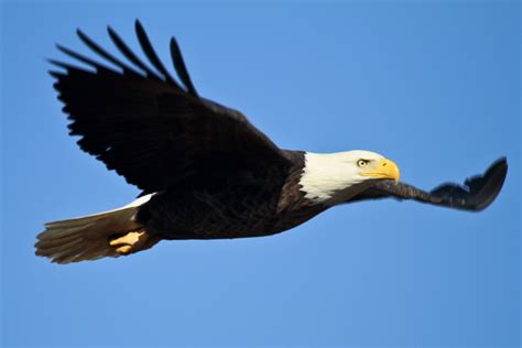 Eagle S Flight Brabet