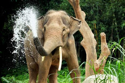Elephant Splash Betfair