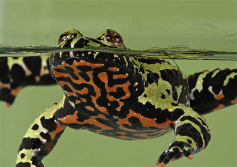 Fire Toad Netbet
