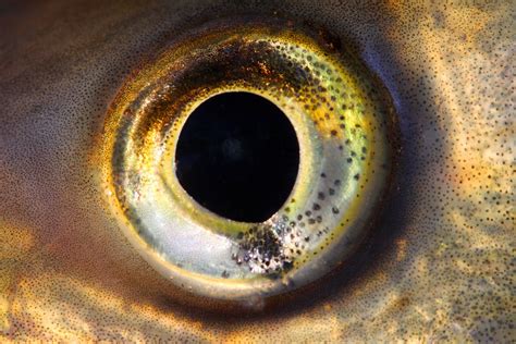 Fish Eye Brabet