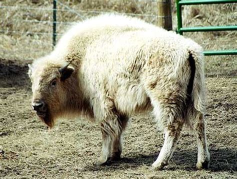 Folklore Of White Buffalo Betano