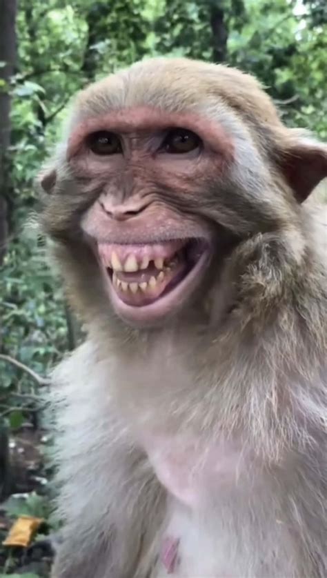 Funny Monkey Betway
