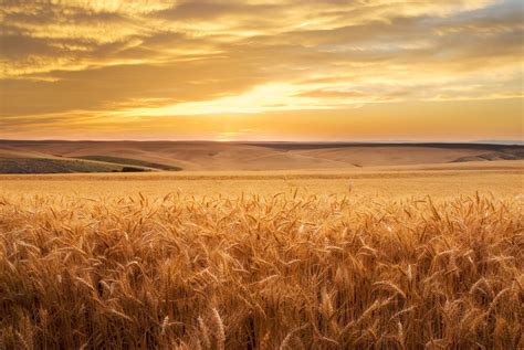 Golden Fields Brabet