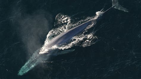 Great Whale Betsul