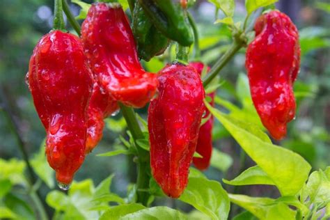 Hot Wild Pepper Betsul