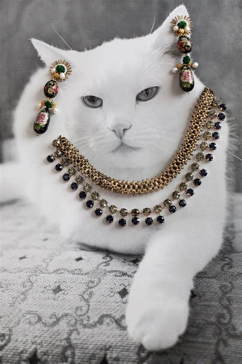 Jewelry Cats Leovegas