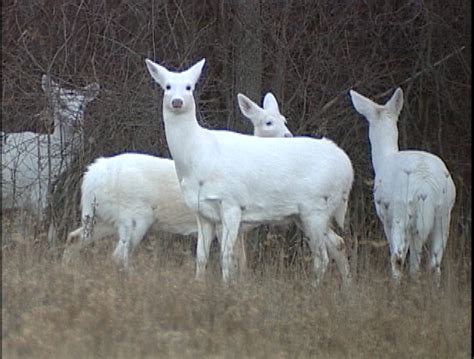 Jogue White Deer Online