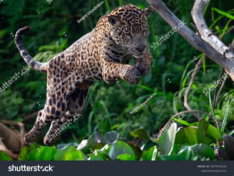 Jumping Jaguar Bet365