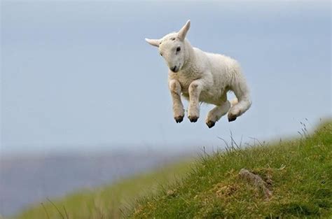 Jumping Sheep Betsul