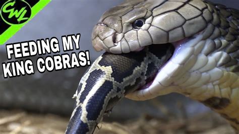 King Cobra Netbet