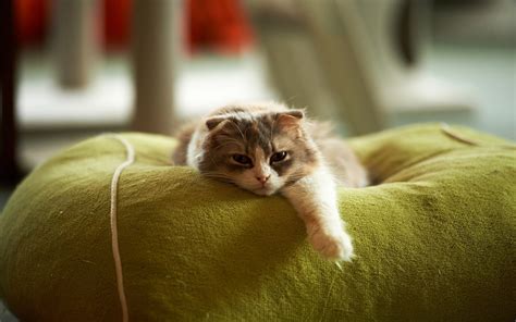 Kitten Rest Parimatch
