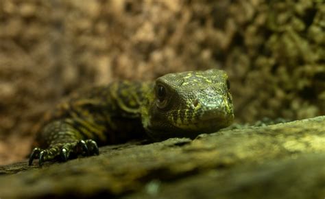 Komodo Terrario De Fenda