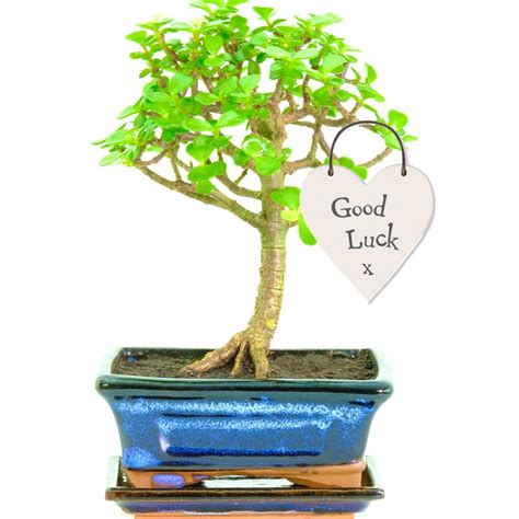 Lucky Tree Bet365